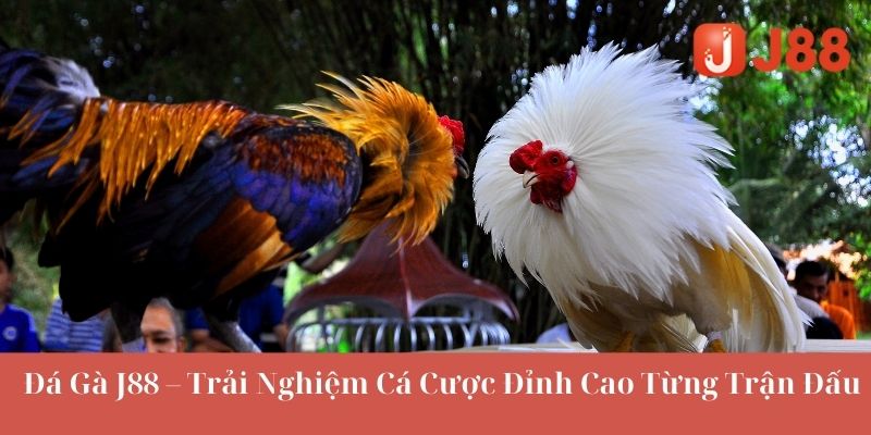 Trực tiếp đá gà J88 chuẩn HD từ trường đấu quốc tế