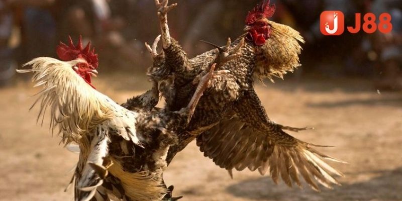 Cược đá gà J88 đa dạng, cược thủ dễ hiểu dễ chơi
